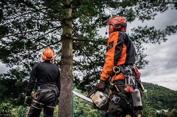 Débroussaillage forestier et protection incendie - Maison Line - Toulon